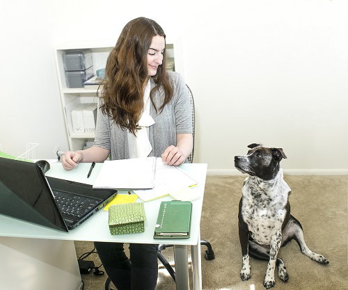 Pet friendly office