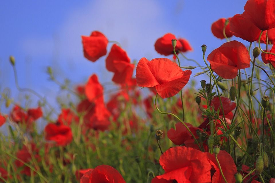 Poppie flower